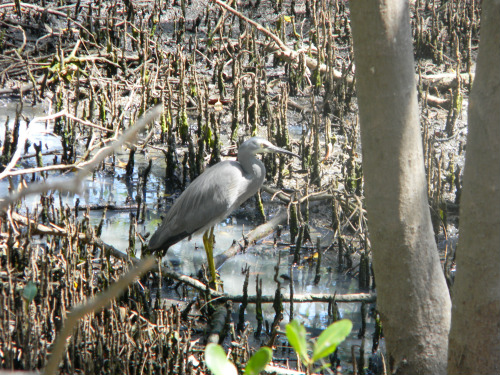 White faced heron (Airone) 